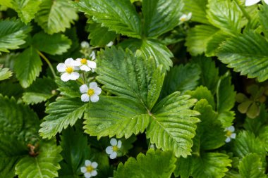 Yabani çayırlarda beyaz çiçekli kırmızı ve yeşil çilekler, yaklaşın. Ormanda yabani çilekler, makro, yakın plan.