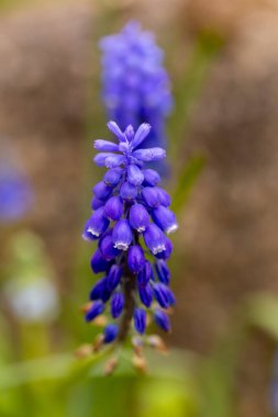 Küçük çan kümeleri üzümlü sümbül mavi çiçekleri ya da Muscari latifolium..