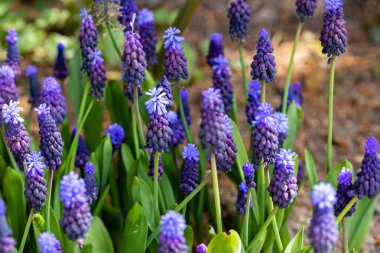 Küçük çan kümeleri üzümlü sümbül mavi çiçekleri ya da Muscari latifolium..