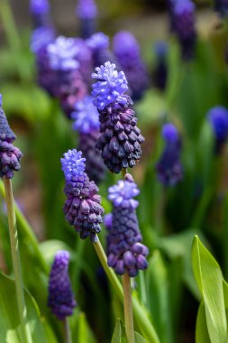 Küçük çan kümeleri üzümlü sümbül mavi çiçekleri ya da Muscari latifolium..