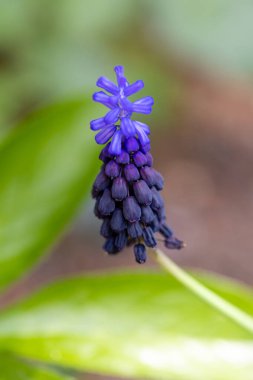 Küçük çan kümeleri üzümlü sümbül mavi çiçekleri ya da Muscari latifolium..