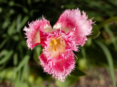 Tulipa Huis İspanya, Madrid 'de bir bahçede yetişen on bosch çiçeği.