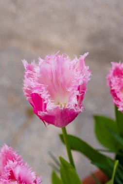 Tulipa Huis İspanya, Madrid 'de bir bahçede yetişen on bosch çiçeği.