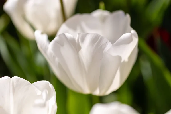 Tulipa Pim Fortuyn Çiçeği Madrid Spanya Bir Bahçede Yetişir — Stok fotoğraf