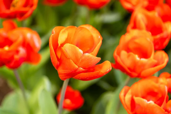 stock image flowered tulips in a garden in Madrid