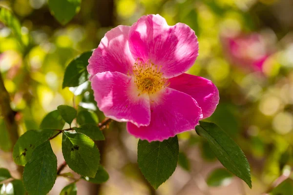 Anemone Rose Flower Grown Garden Madrid Spain — Stock Photo, Image