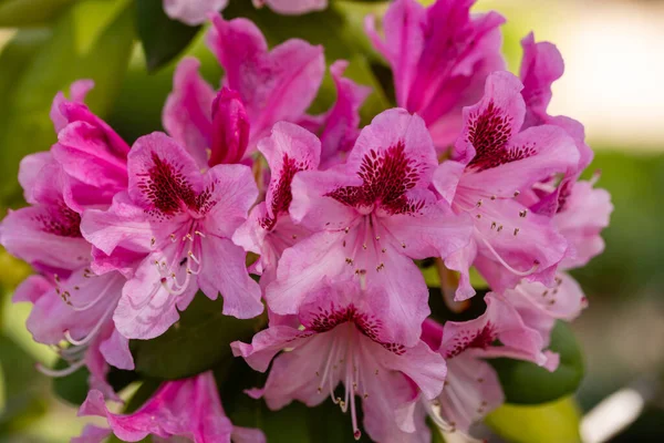 Rhododendron Kosmopolitisk Blomma Odlad Trädgård Madrid Spanien — Stockfoto
