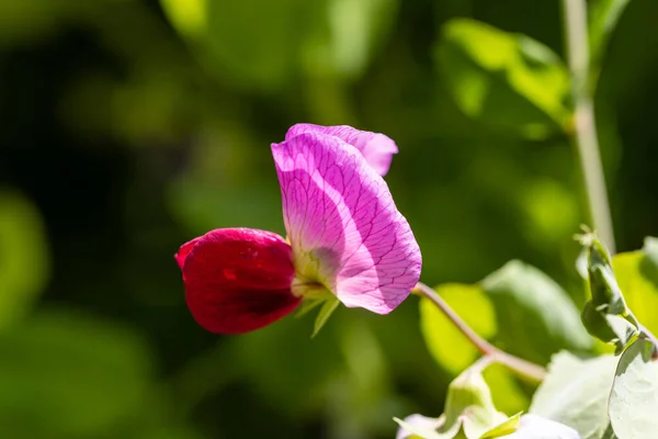 Pea Enrame Tirabeque Blume Aus Einem Garten Madrid Spanien — Stockfoto