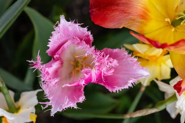 마드리드의한 정원에 꽃피는 — 스톡 사진