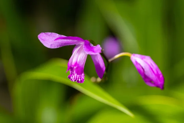 Beautiful Purple Orchid Flower Garden — Stock Photo, Image