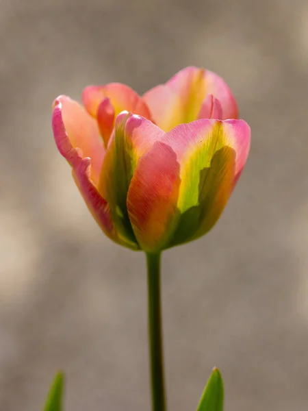 Светло Розовые Тюльпаны Triumph Tulipa Rosalie Цветут Саду Апреле — стоковое фото