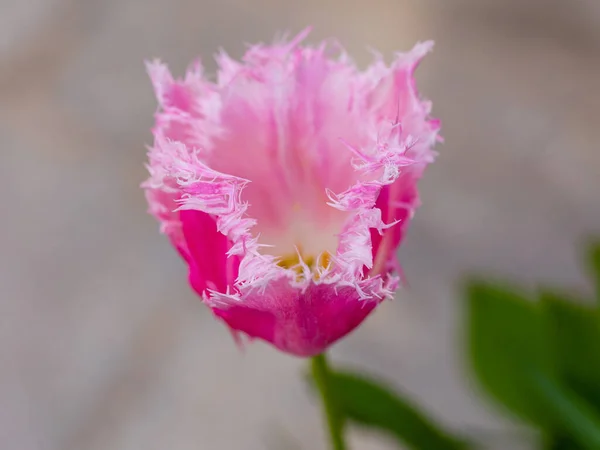 Tulipa Huis Dez Bosch Flor Cultivada Jardim Madrid Espanha — Fotografia de Stock