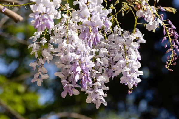 Concentration Sélective Fleurs Violettes Wisteria Sinensis Blue Rain Glycine Chinoise — Photo