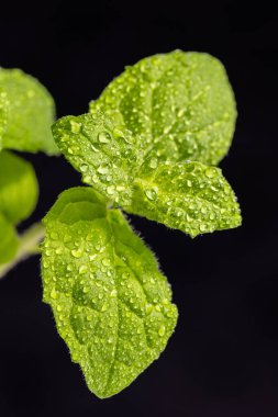 Nane yaprağı izole. Siyah arka planda taze nane. Nane yaprağı. Tam alan derinliği.
