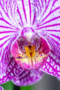 pencerede mor orkide