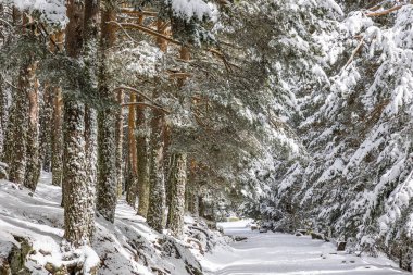 Madrid dağlarındaki Glacial Lagoon bölgesinin adı Laguna Grande de Penalara