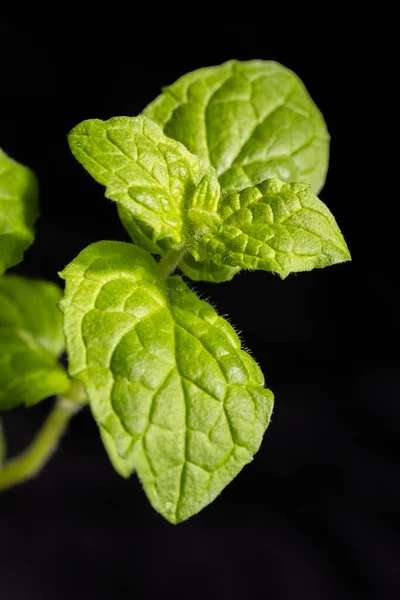 Mint leaf isolated. Fresh mint on black background. Mint leaf. Full depth of field.