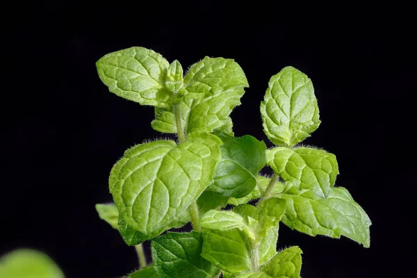 Mint leaf isolated. Fresh mint on black background. Mint leaf. Full depth of field.