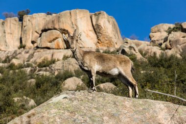 İspanya 'nın Madrid eyaletindeki La Pedriza dağlarındaki dağ keçileri