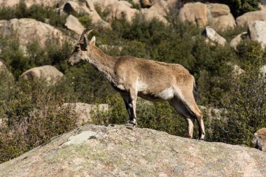 İspanya 'nın Madrid eyaletindeki La Pedriza dağlarındaki dağ keçileri