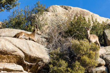 İspanya 'nın Madrid eyaletindeki La Pedriza dağlarındaki dağ keçileri