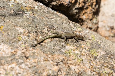 Sierra de Guadarrama, Madrid, İspanya 'da La Pedriza adı verilen granit kayalıklardan oluşan doğal park.