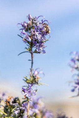 Sierra de Guadarrama, Madrid, İspanya 'da La Pedriza adı verilen granit kayalıklardan oluşan doğal park.
