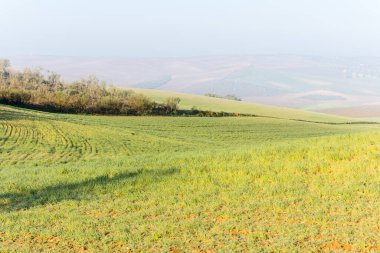 İspanya 'nın Toledo eyaletindeki tahıl tarlaları