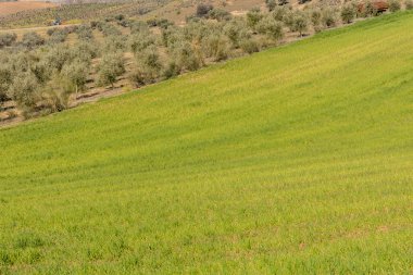 İspanya 'nın Toledo eyaletindeki tahıl tarlaları