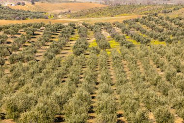 İspanya 'nın Toledo ilindeki zeytin tarlaları