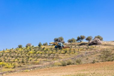 İspanya 'nın Toledo ilindeki zeytin tarlaları