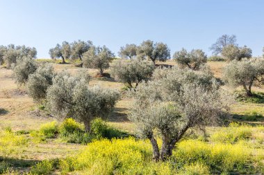 İspanya 'nın Toledo ilindeki zeytin tarlaları