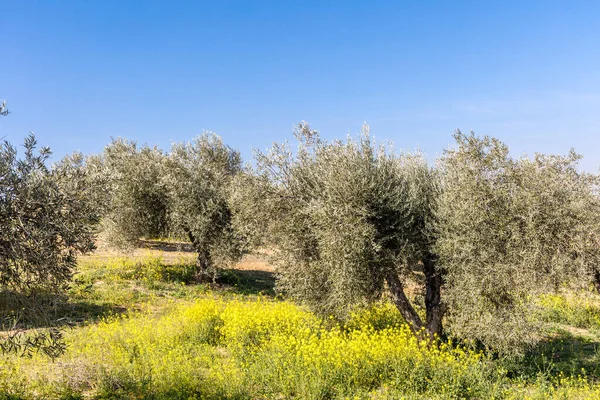 olive fields in the province of Toledo, Spain