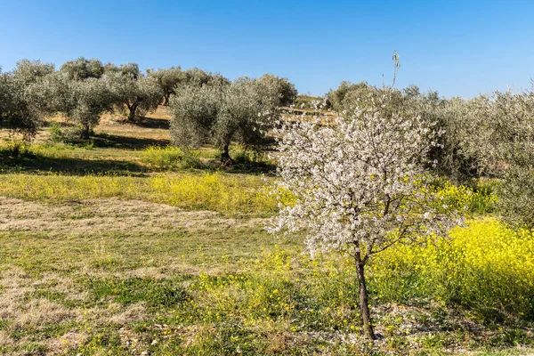 olive fields in the province of Toledo, Spain