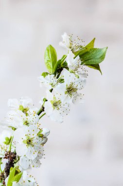 almond blossom in a park in Madrid
