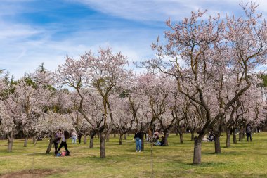 Public park called Quinta de los Molinos with the almond trees in bloom in Madrid, Spain