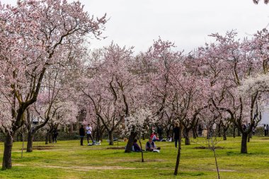 Public park called Quinta de los Molinos with the almond trees in bloom in Madrid, Spain
