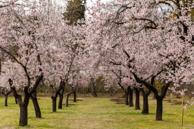 Public park called Quinta de los Molinos with the almond trees in bloom in Madrid, Spain
