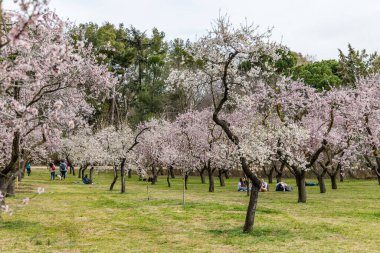 Public park called Quinta de los Molinos with the almond trees in bloom in Madrid, Spain