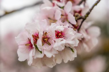 Public park called Quinta de los Molinos with the almond trees in bloom in Madrid, Spain