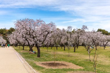 Public park called Quinta de los Molinos with the almond trees in bloom in Madrid, Spain