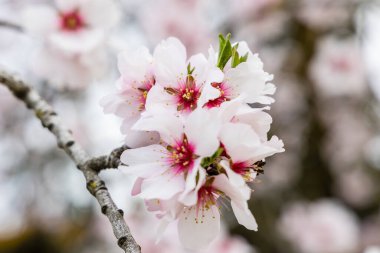 Public park called Quinta de los Molinos with the almond trees in bloom in Madrid, Spain