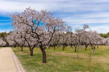 Public park called Quinta de los Molinos with the almond trees in bloom in Madrid, Spain