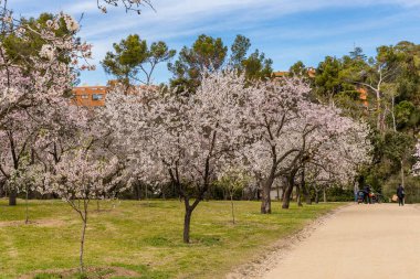 Public park called Quinta de los Molinos with the almond trees in bloom in Madrid, Spain