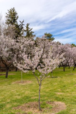 Public park called Quinta de los Molinos with the almond trees in bloom in Madrid, Spain