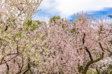 Public park called Quinta de los Molinos with the almond trees in bloom in Madrid, Spain