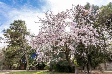 Public park called Quinta de los Molinos with the almond trees in bloom in Madrid, Spain