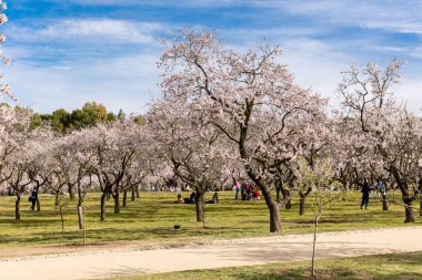 Public park called Quinta de los Molinos with the almond trees in bloom in Madrid, Spain