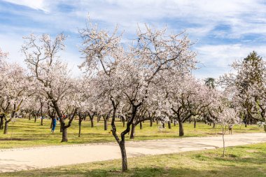Public park called Quinta de los Molinos with the almond trees in bloom in Madrid, Spain