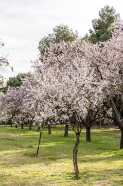 Public park called Quinta de los Molinos with the almond trees in bloom in Madrid, Spain